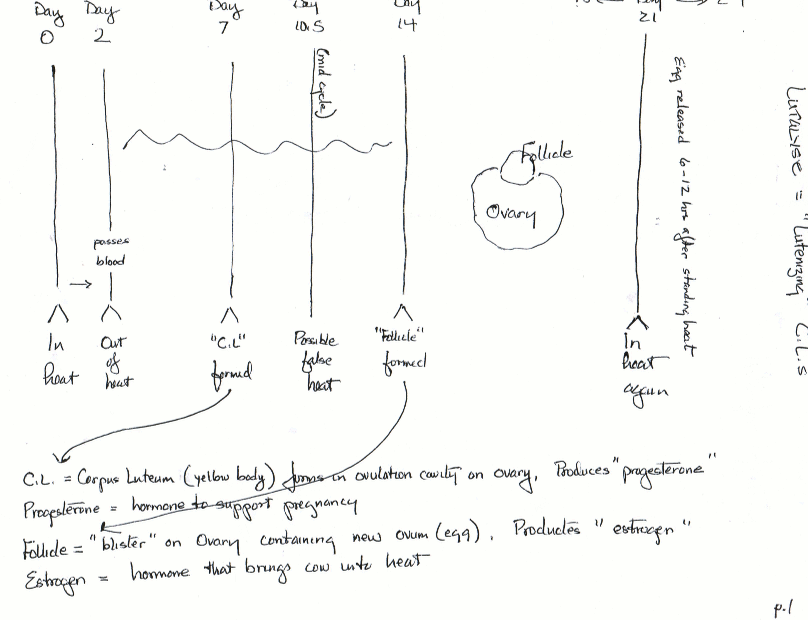 Estrus Cycle Chart