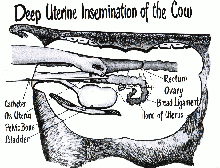 Bovine Reproductive Cutaway