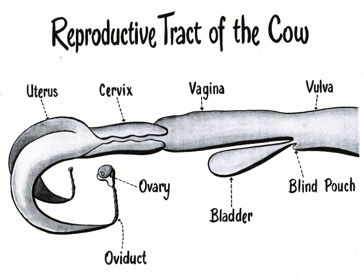 Bovine Reproductive Cutaway